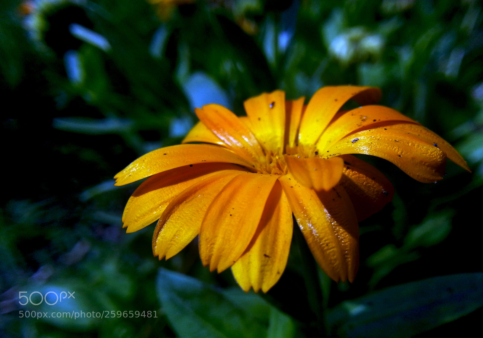 Samsung Galaxy Note2 sample photo. Flower photography