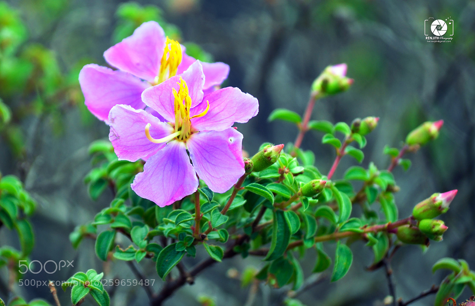 Nikon D5100 sample photo. Twin beauties photography