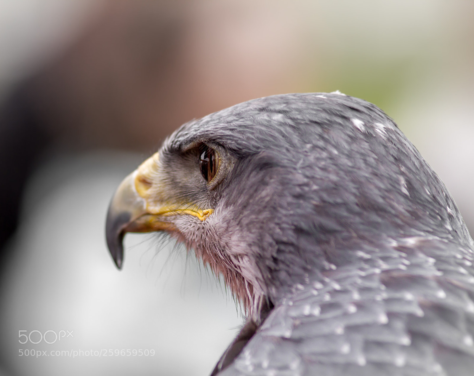 Canon EOS 7D sample photo. Wüstenbussard auge photography