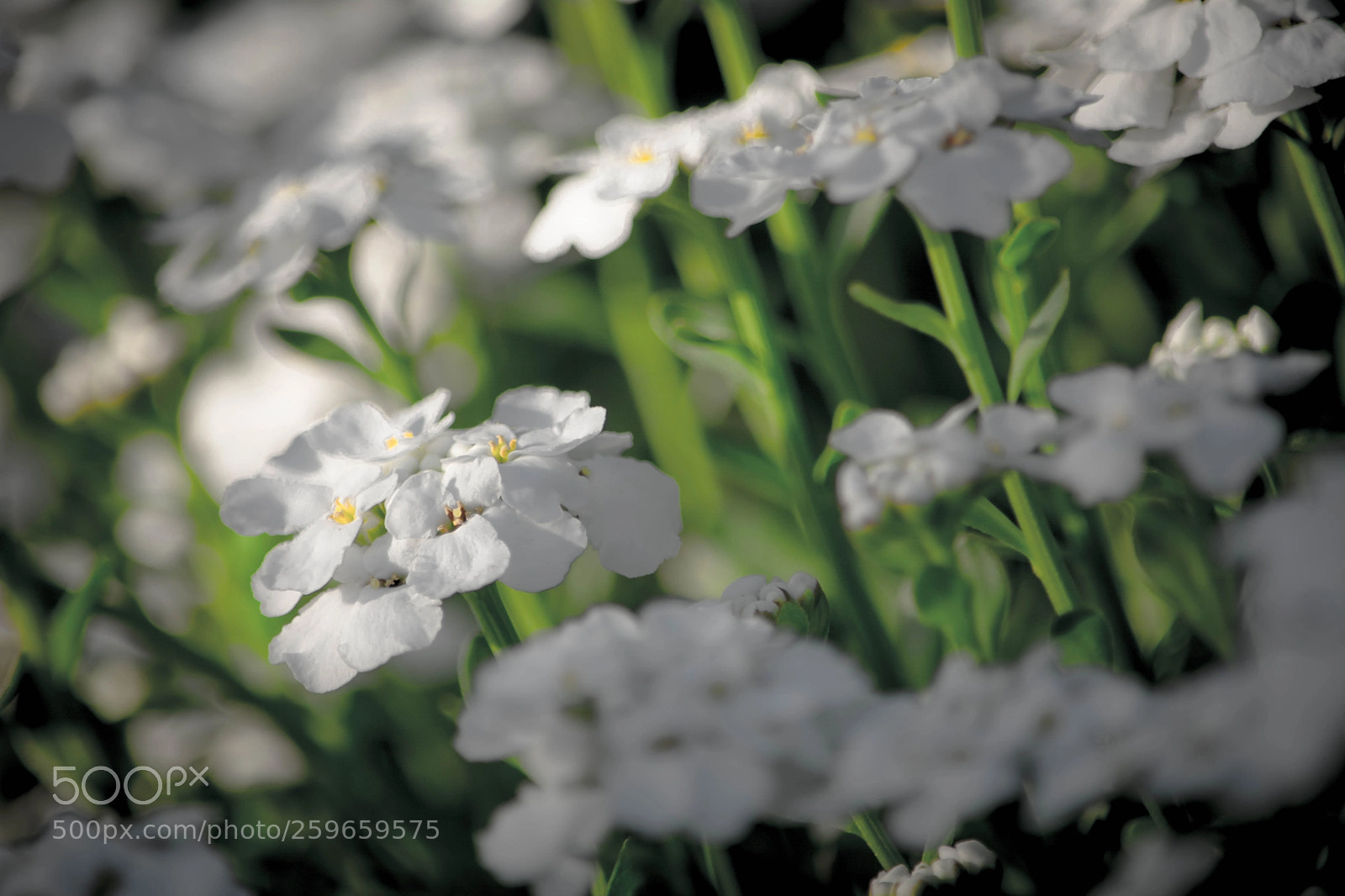 Nikon D7100 sample photo. Flor inconspicious white beauty photography