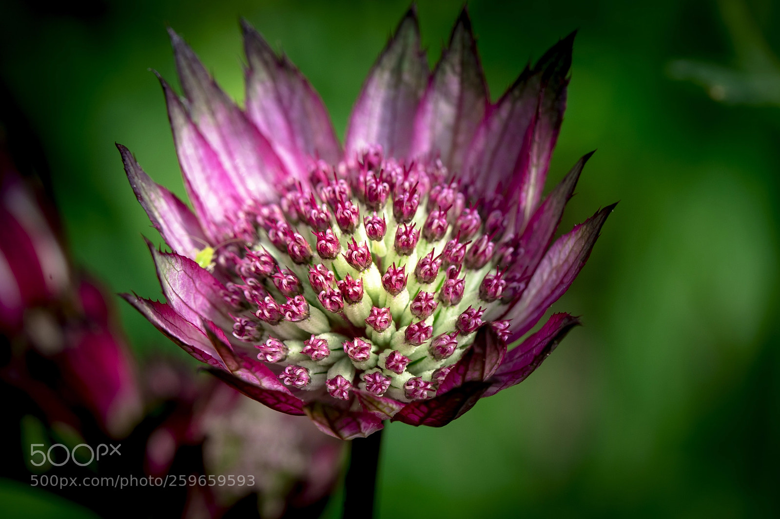 Sony a7 III sample photo. Purple beauty photography