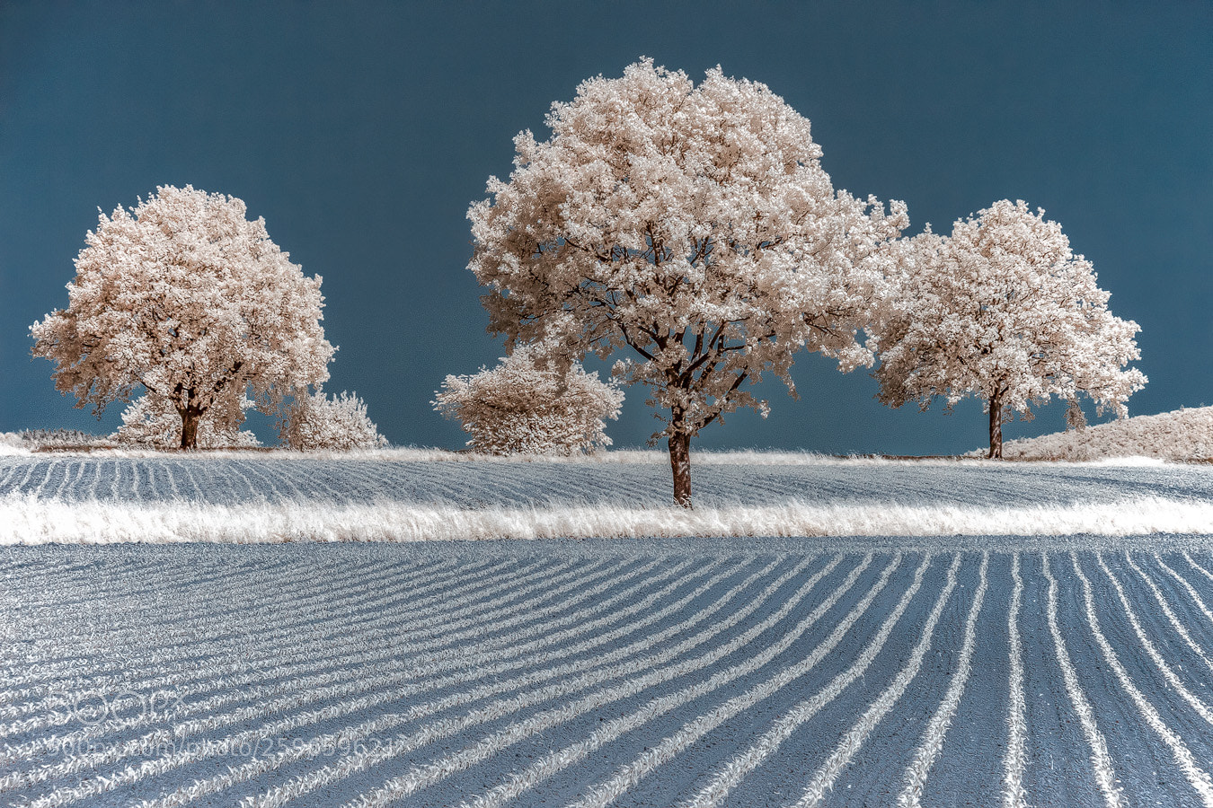 Canon EOS 50D sample photo. Getreidefeld photography