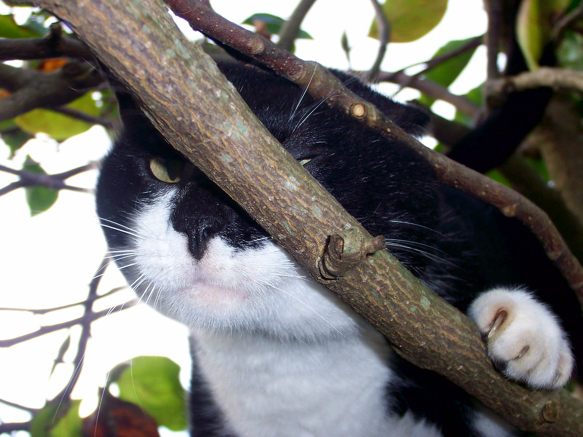 Kodak V550 ZOOM DIGITAL CAMERA sample photo. Gogo, he was a good friend in my life. it is always in my heart photography