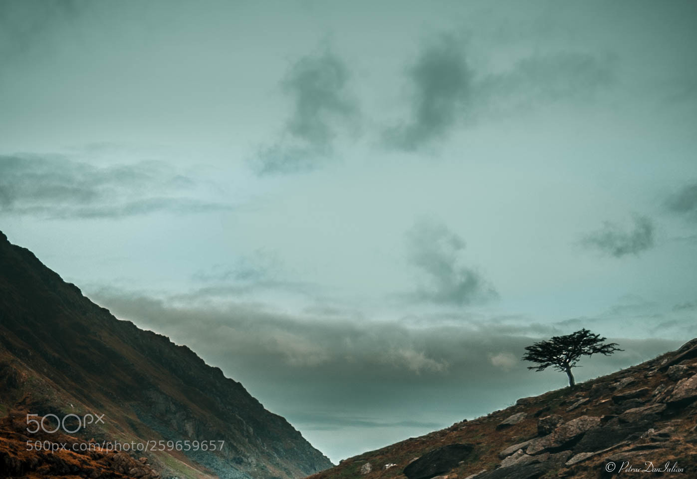 Nikon D700 sample photo. Snowdon tree photography