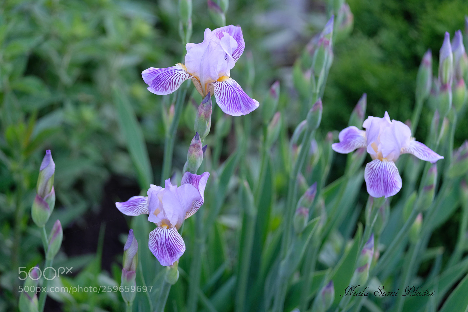 Fujifilm X-T2 sample photo. Iris photography