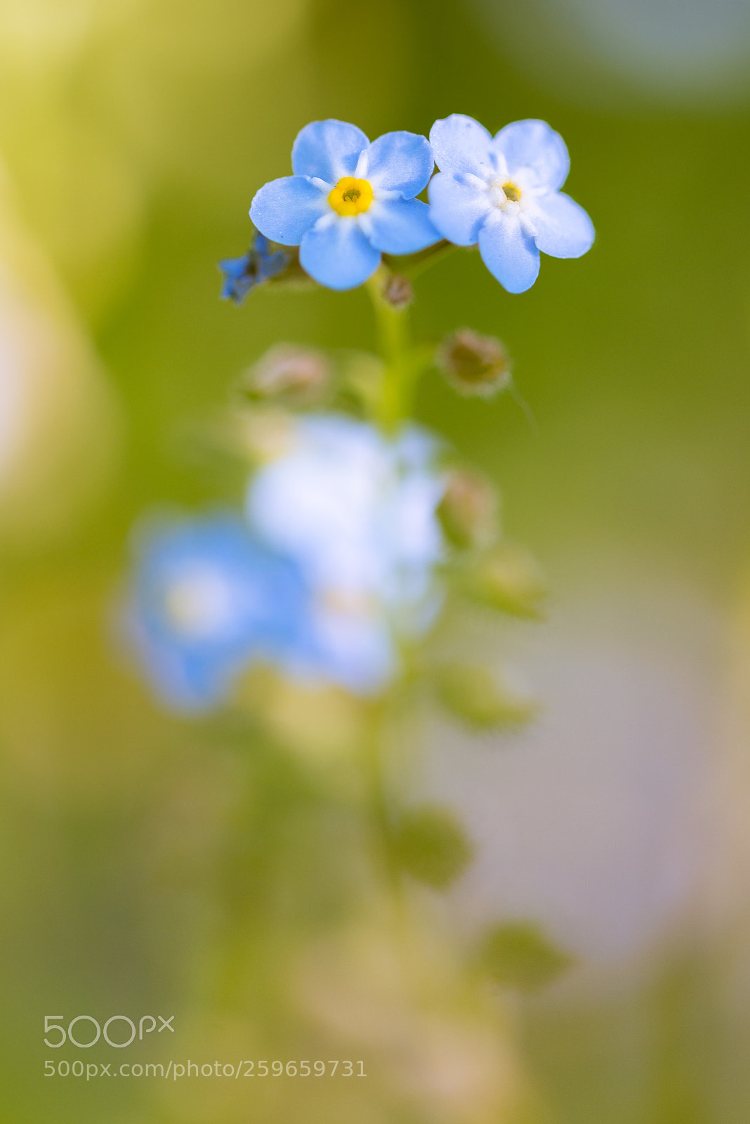 Nikon D610 sample photo. Forget-me-not photography