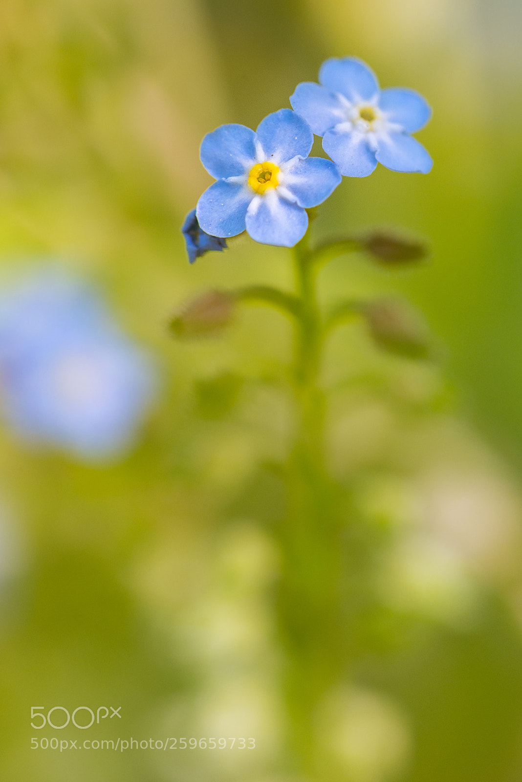 Nikon D610 sample photo. Forget-me-not photography