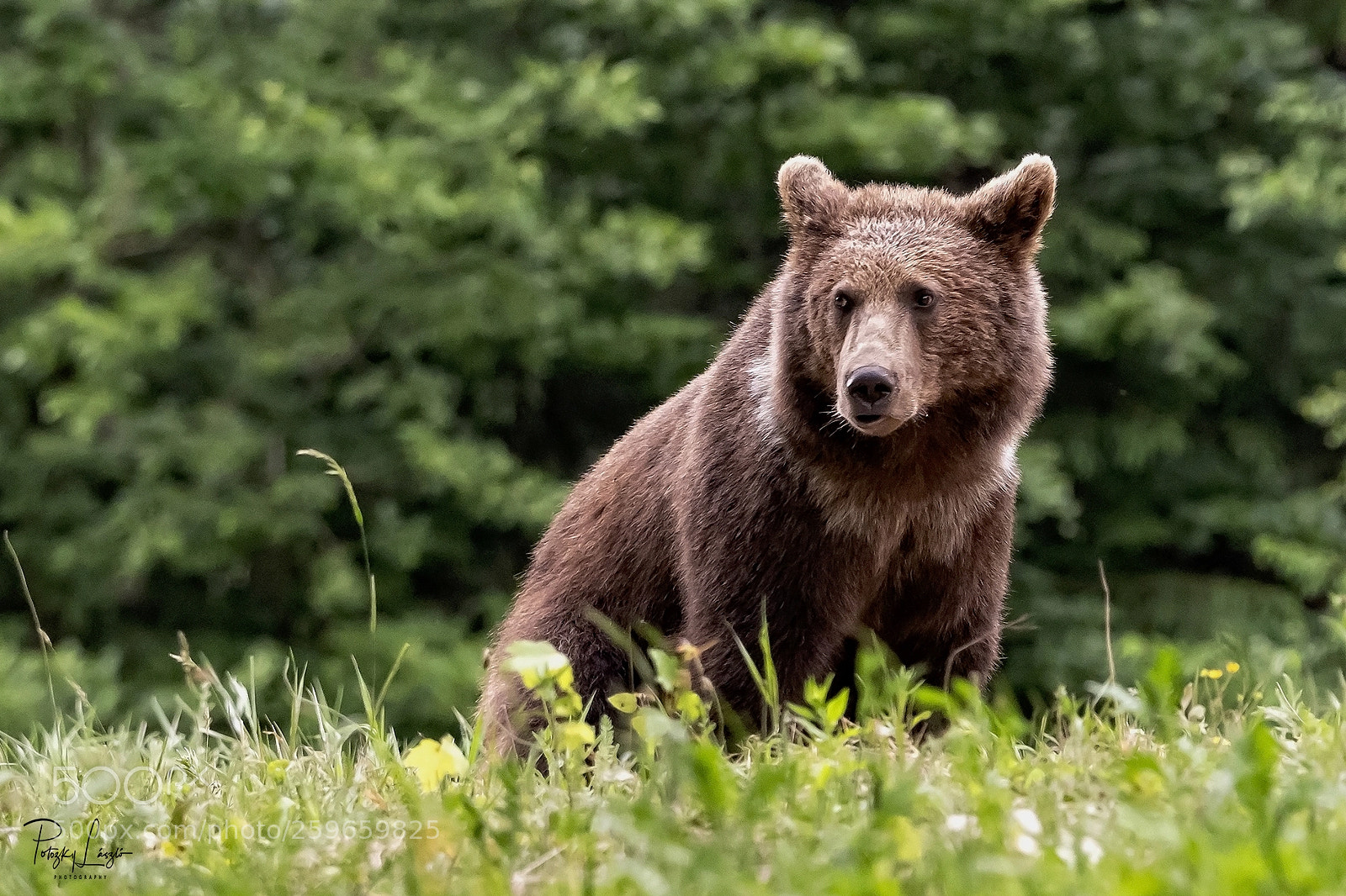 Olympus OM-D E-M1 Mark II sample photo. Brown bear photography