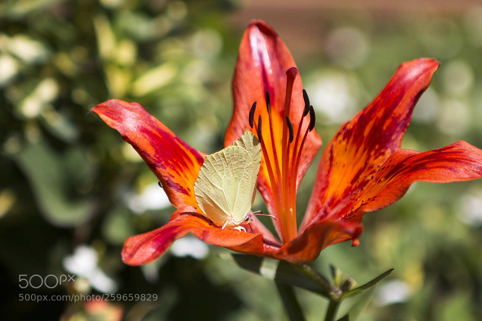 Canon EOS 70D sample photo. Sárga pillangó photography