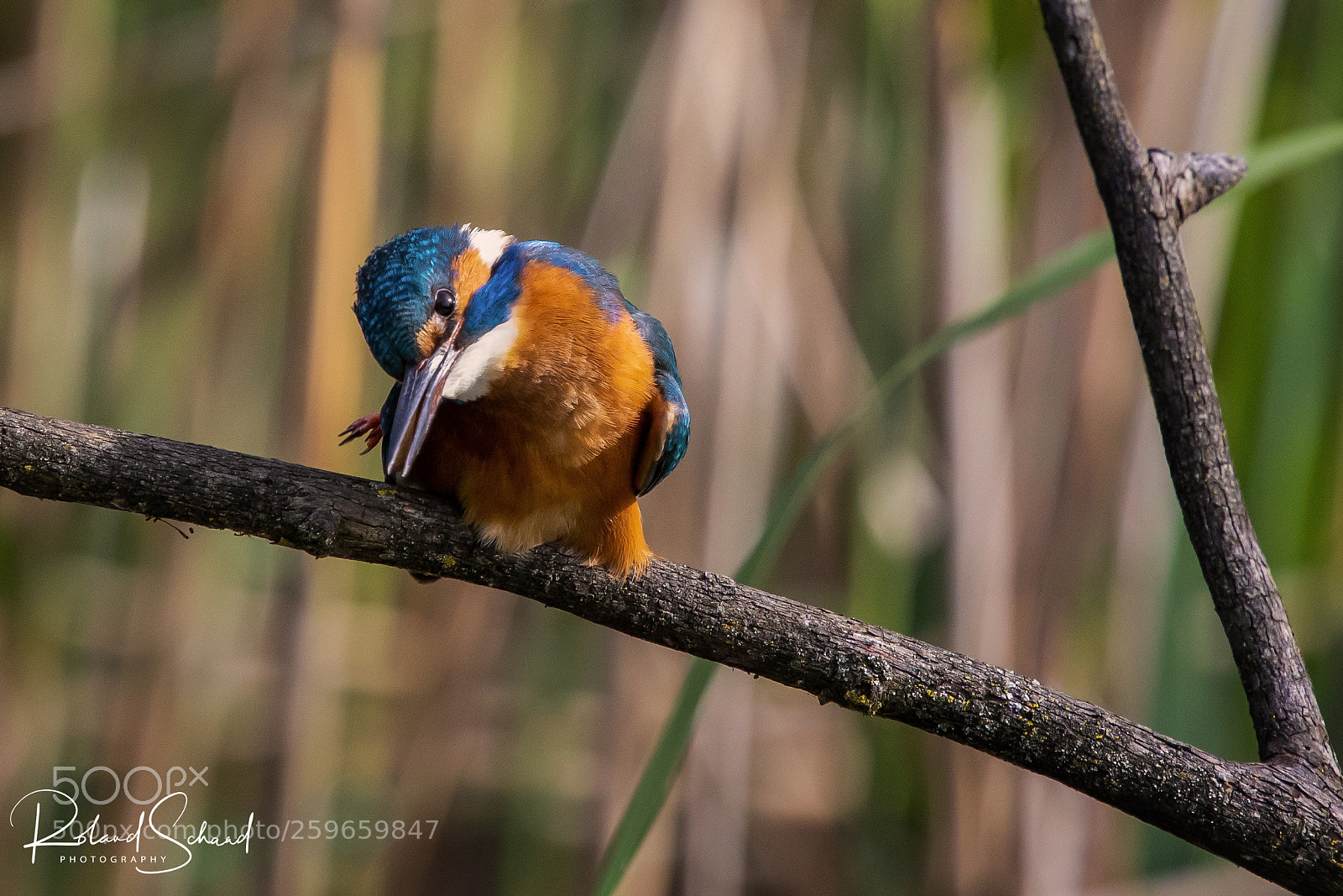 Canon EOS 5D Mark IV sample photo. Skeptical kingfisher photography