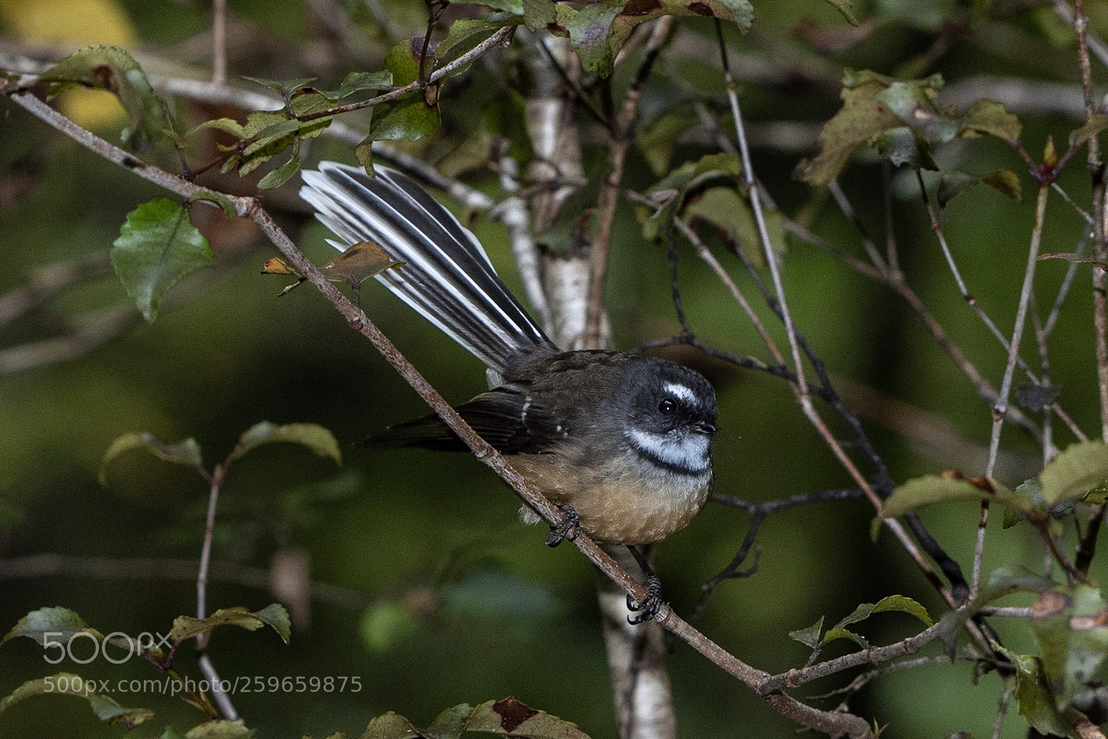 Nikon D500 sample photo. Fantail p wakawaka rhipidura photography