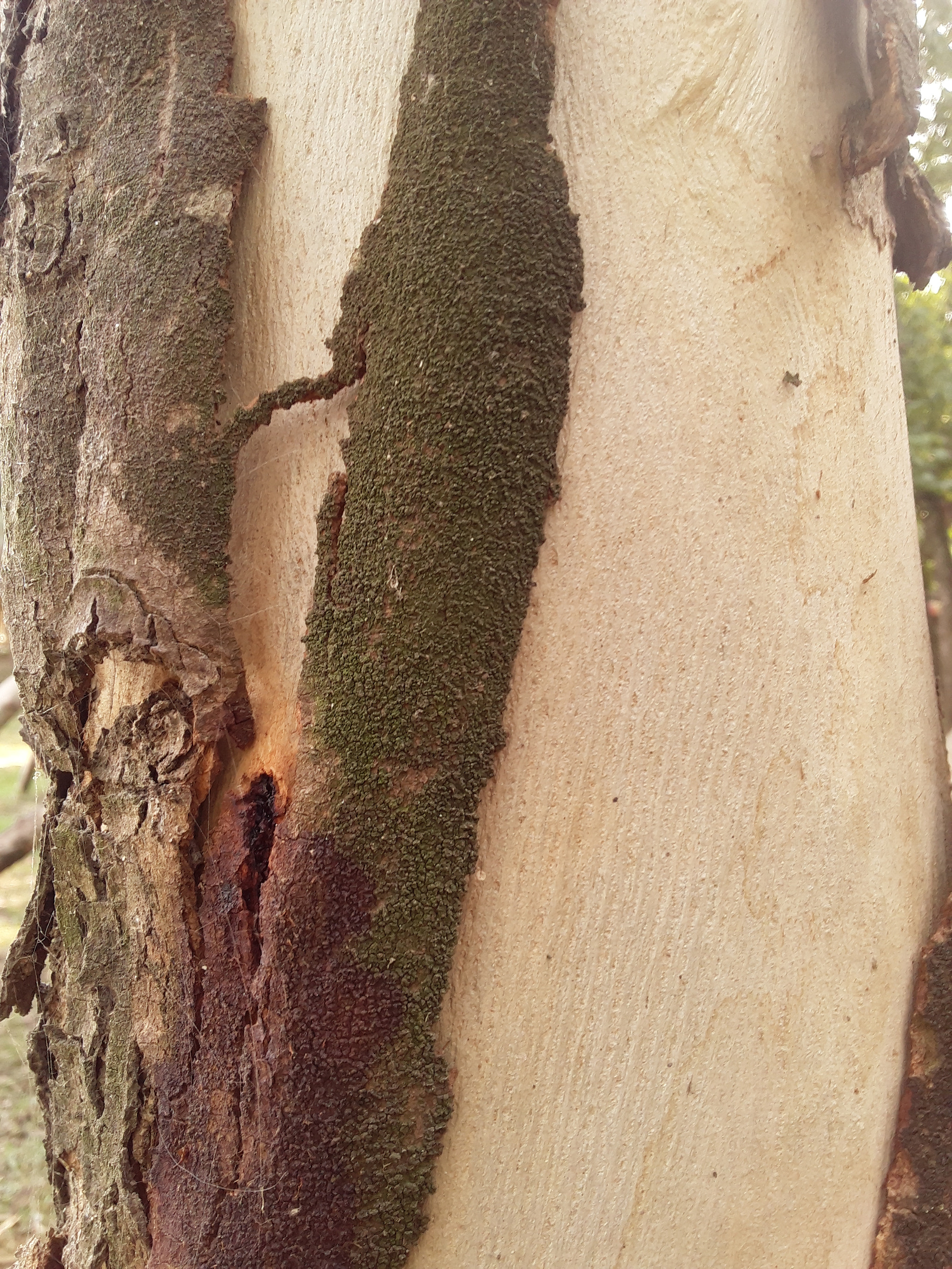 Samsung Galaxy On5 sample photo