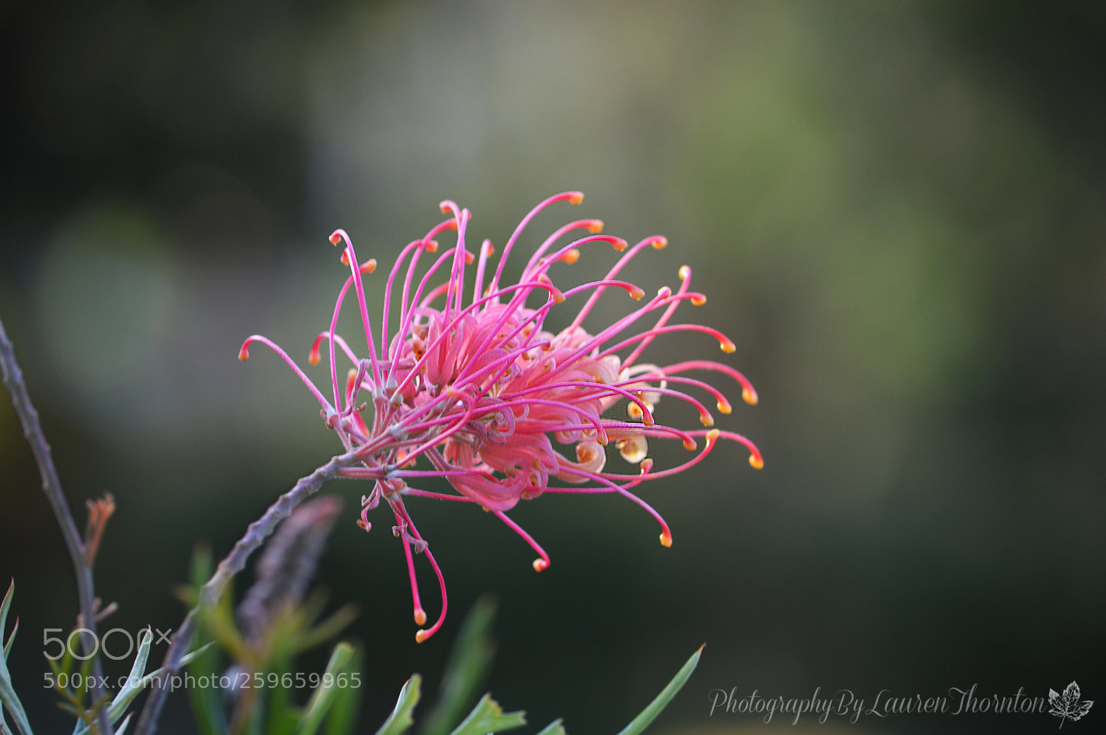 Nikon D3200 sample photo. Lonely flower  photography