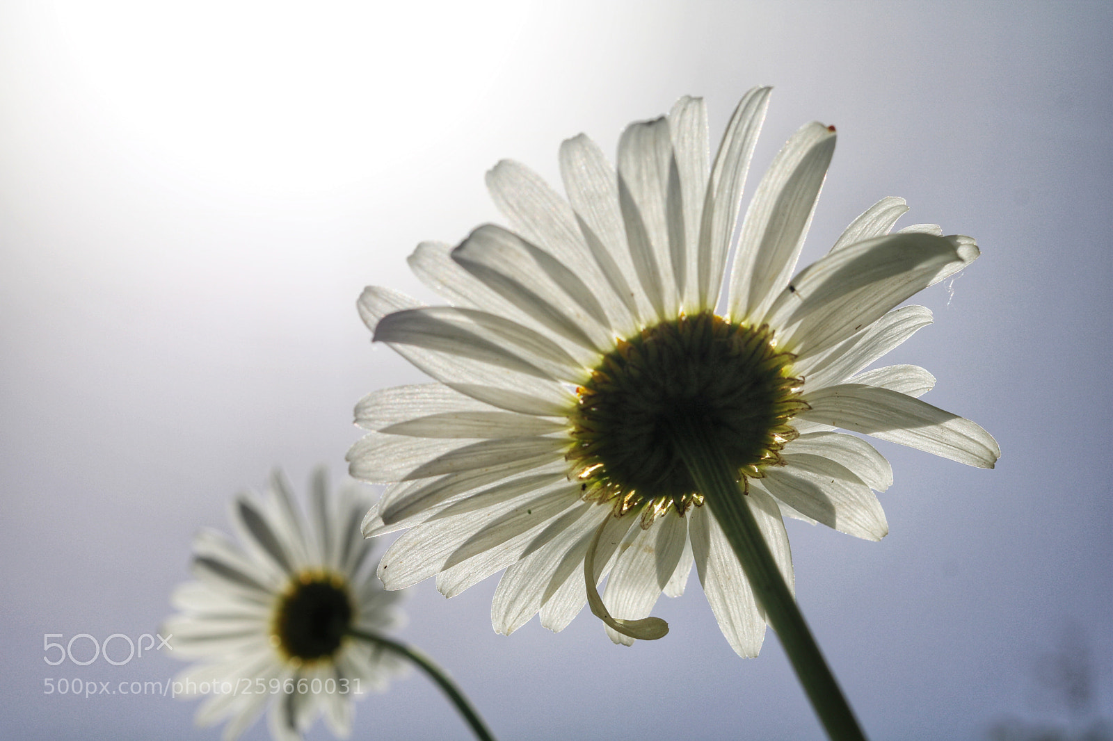 Canon EOS 750D (EOS Rebel T6i / EOS Kiss X8i) sample photo. Untitled photography