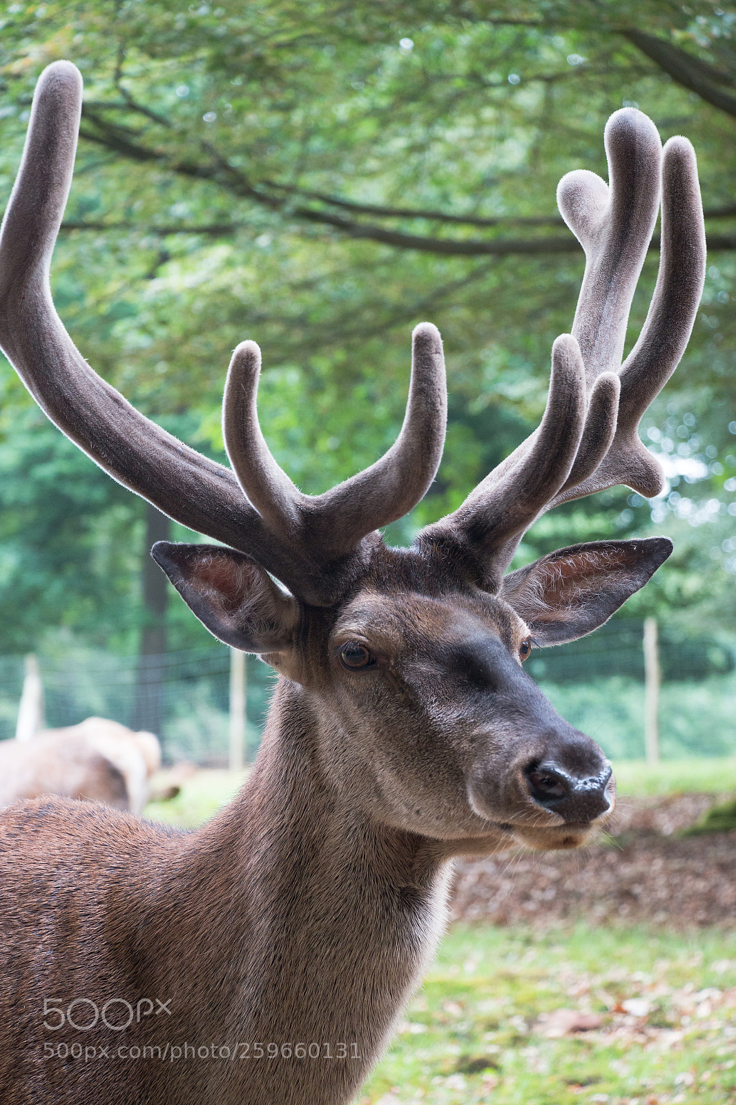Canon EOS 70D sample photo. Deer portrait photography
