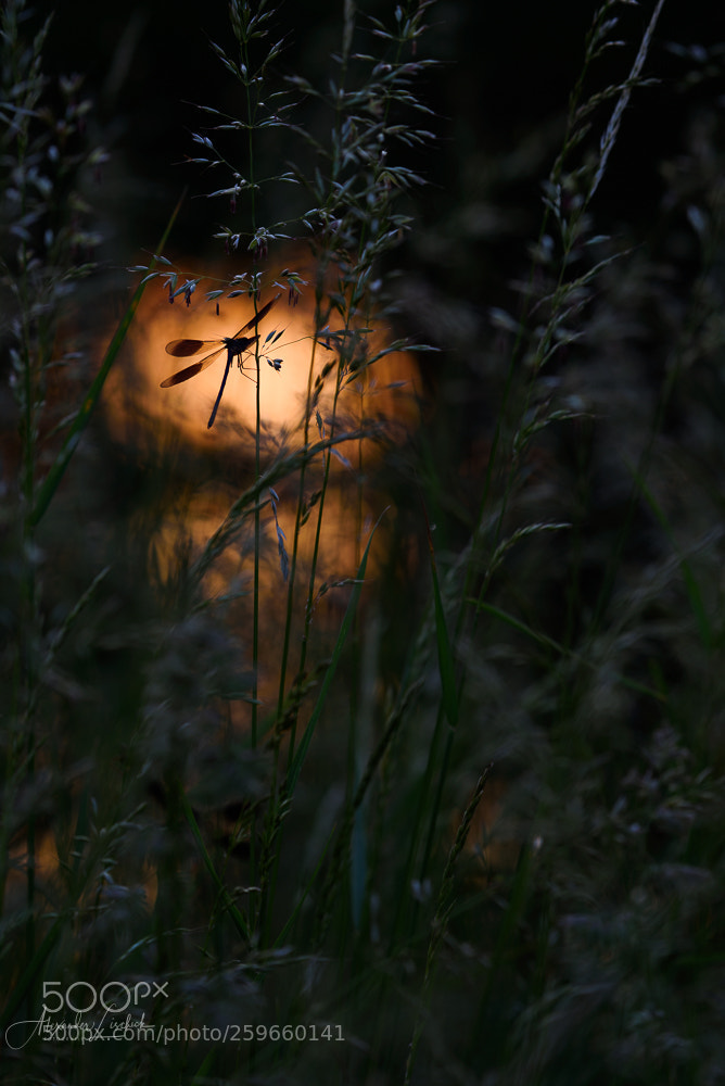 Nikon D750 sample photo. Libelle photography