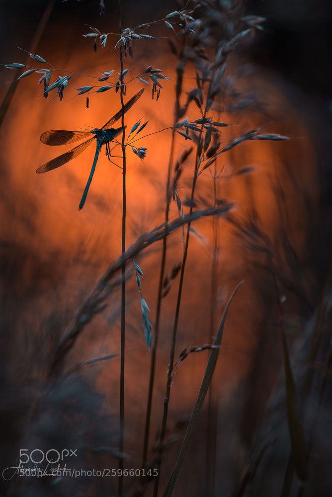 Nikon D750 sample photo. Libelle photography