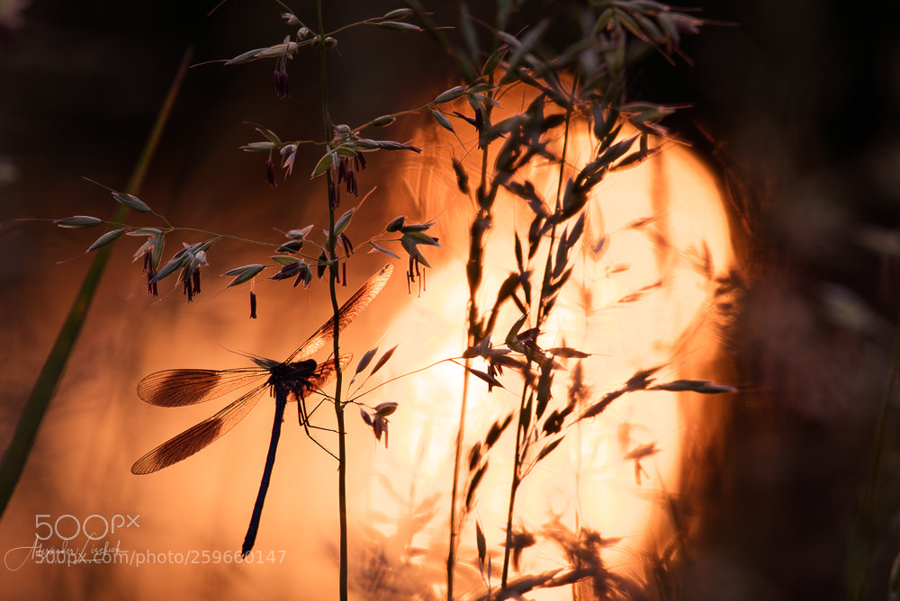 Nikon D750 sample photo. Libelle photography