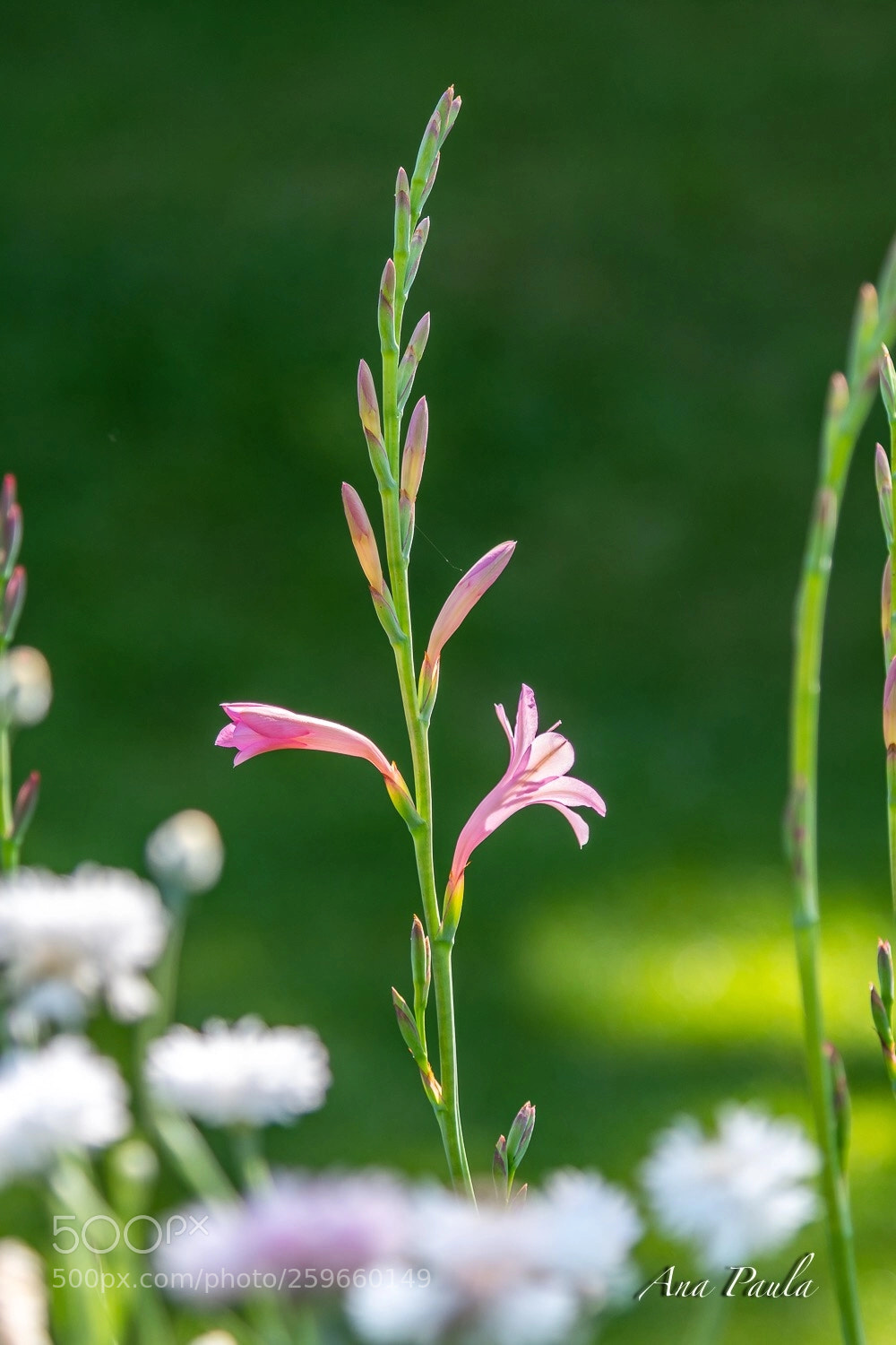 Nikon D500 sample photo. Soft petals photography