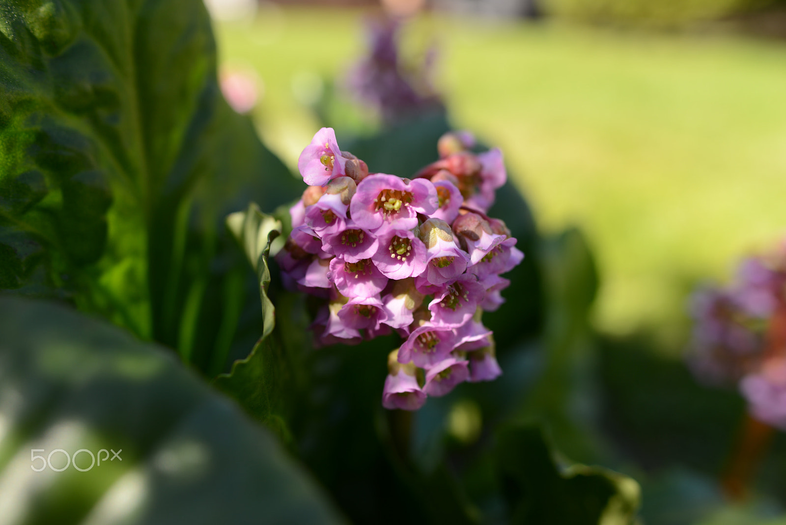 Nikon AF-S Nikkor 28mm F1.8G sample photo. In my garden 1. photography