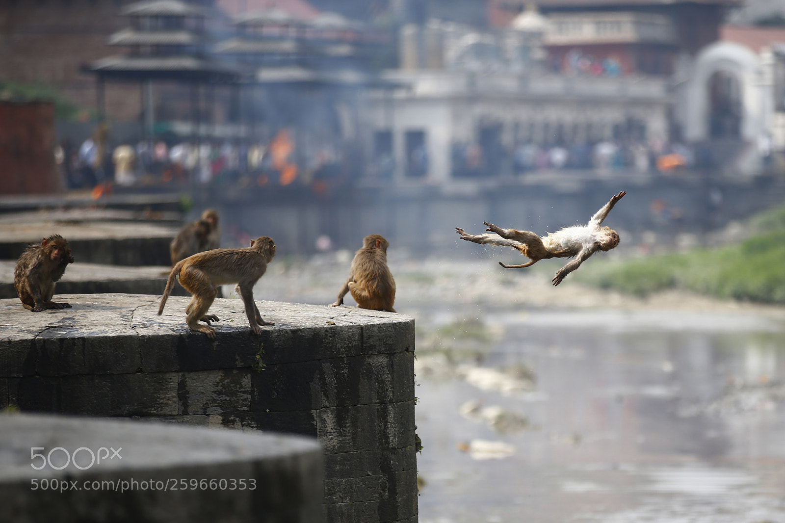 Canon EOS-1D X sample photo. Monkeys play on a photography