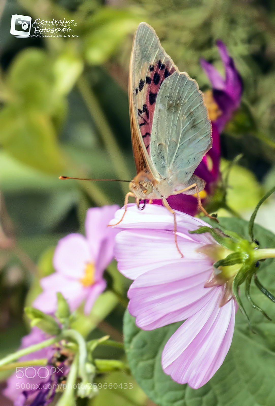 Canon EOS 550D (EOS Rebel T2i / EOS Kiss X4) sample photo. Mariposas de primavera photography