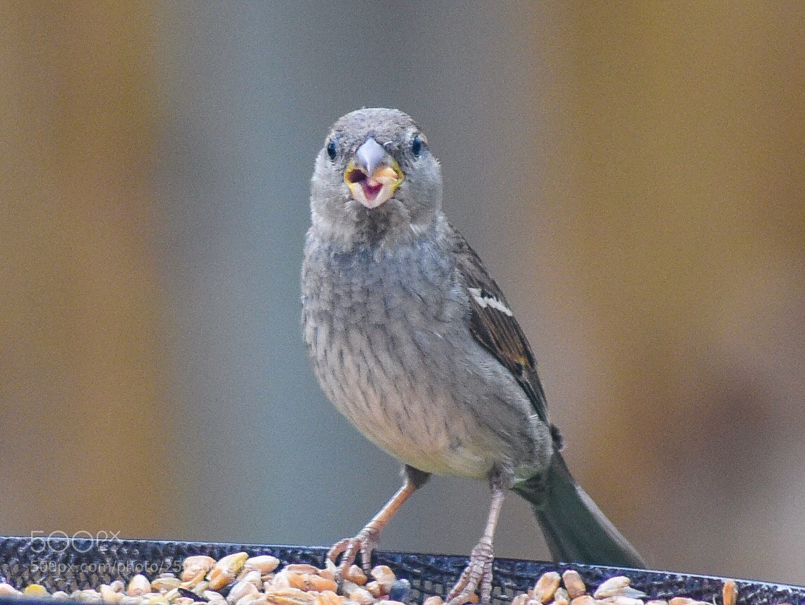 Nikon D7200 sample photo. Female sparrow photography