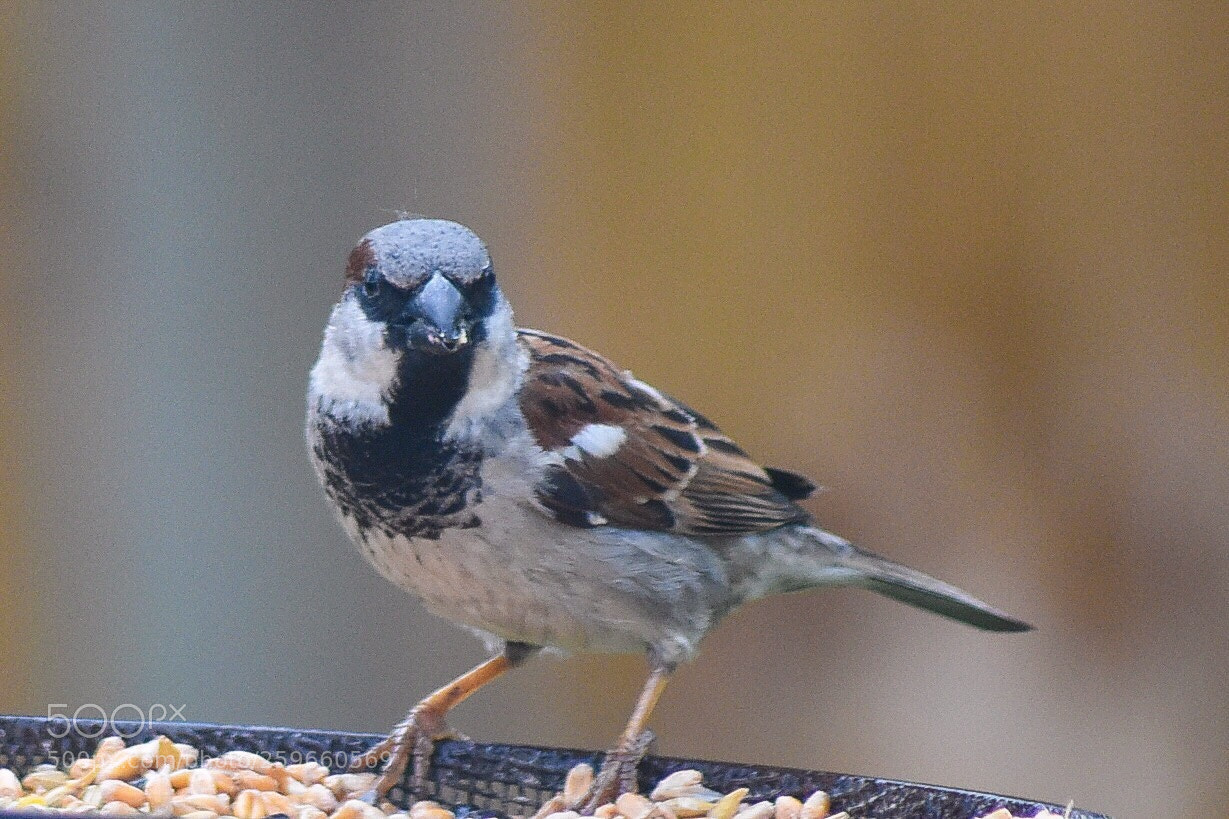 Nikon D7200 sample photo. Male sparrow photography