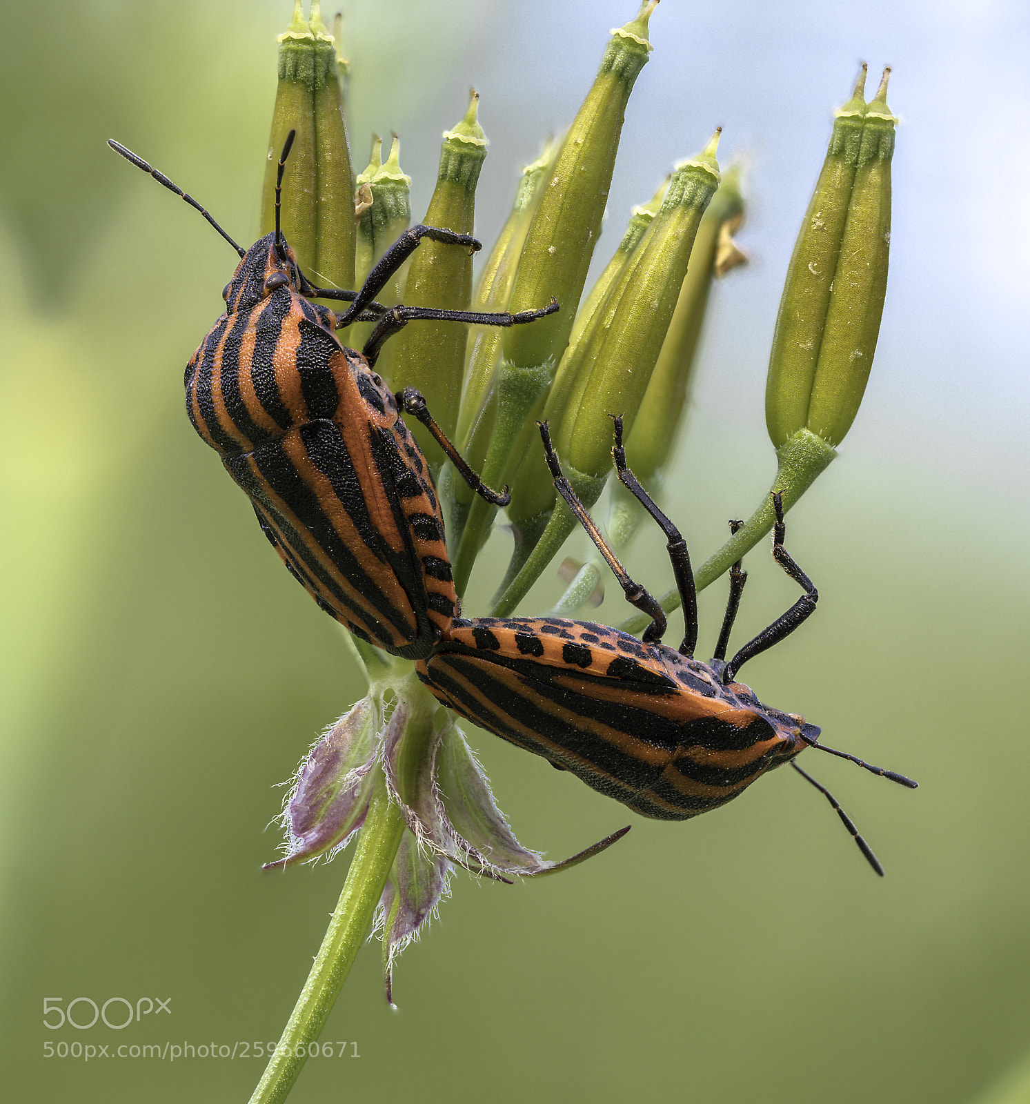 Olympus OM-D E-M1 Mark II sample photo. Graphosoma lineatum photography