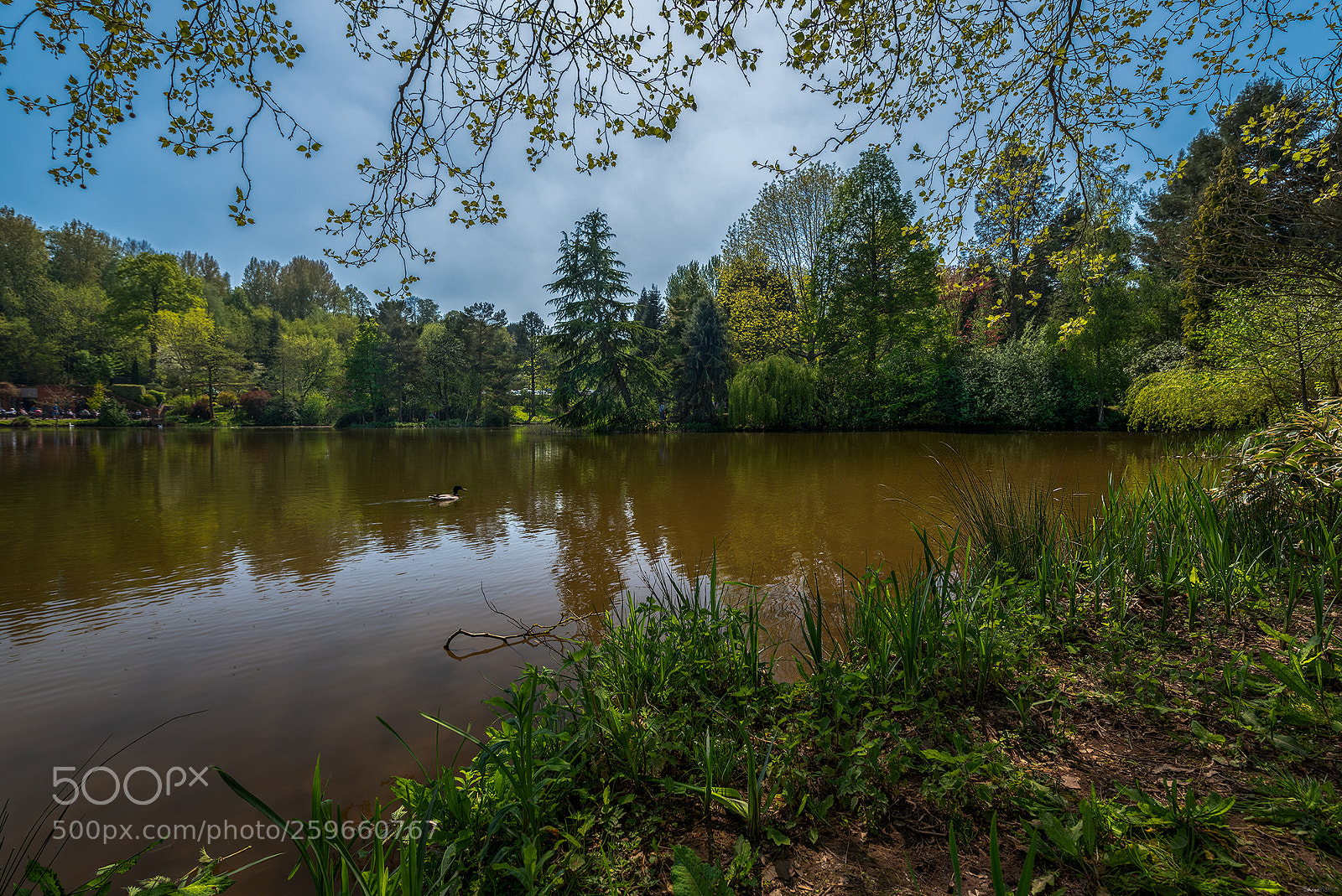 Nikon D850 sample photo. Bodenham arboretum iv. photography
