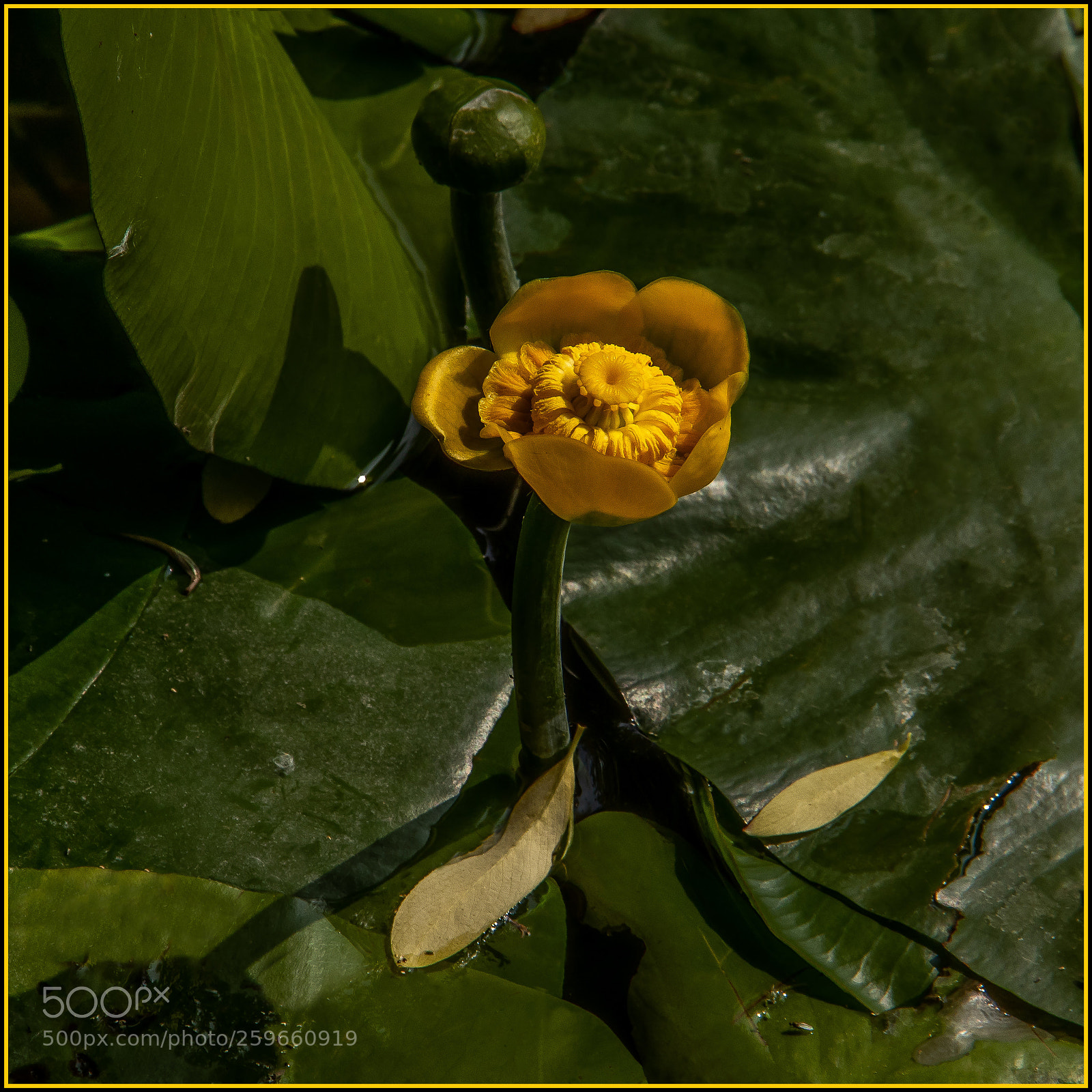 Canon EOS 7D Mark II sample photo. Naissance du nénuphar photography