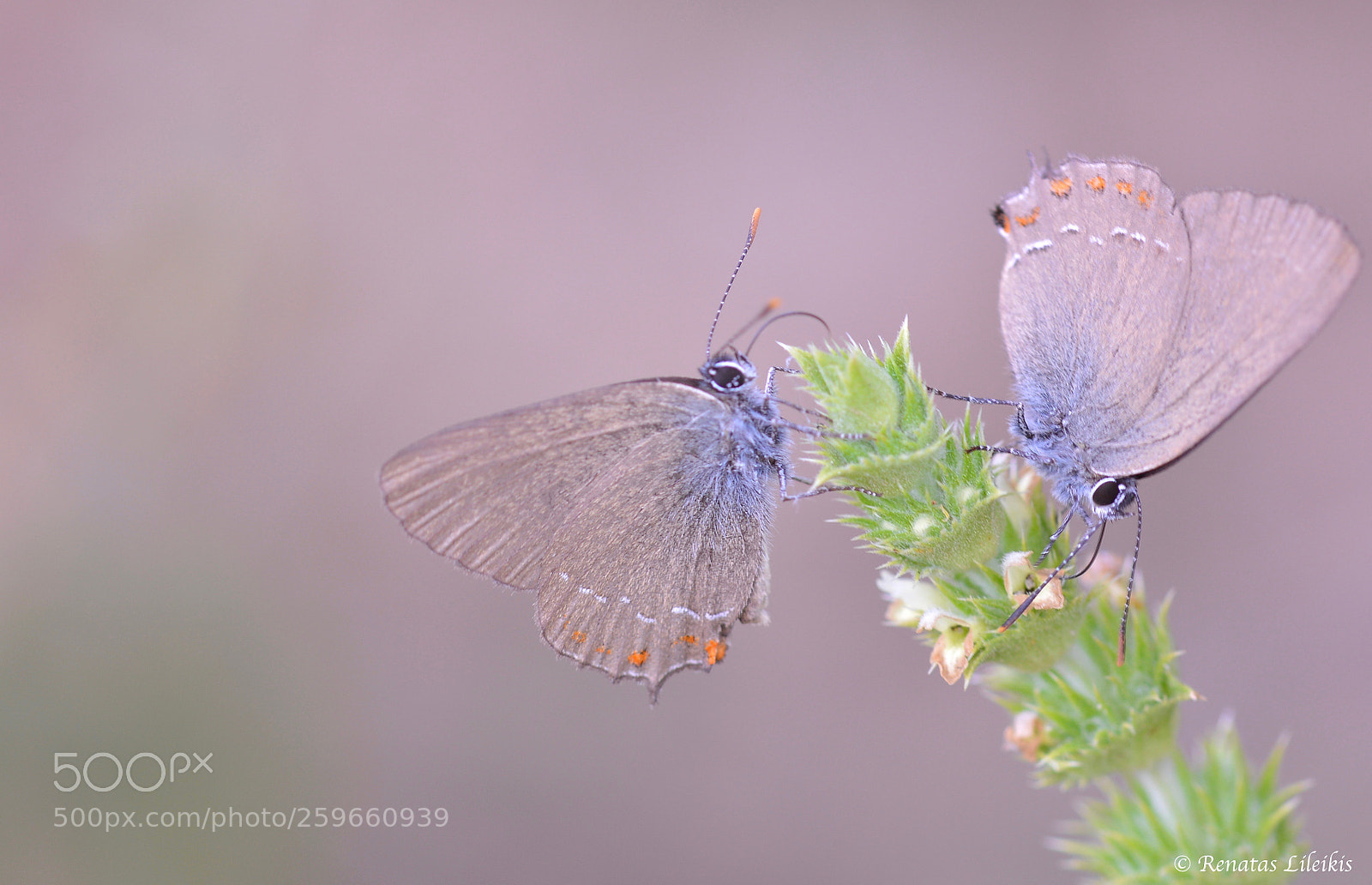 Nikon D7100 sample photo. Butterfly photography