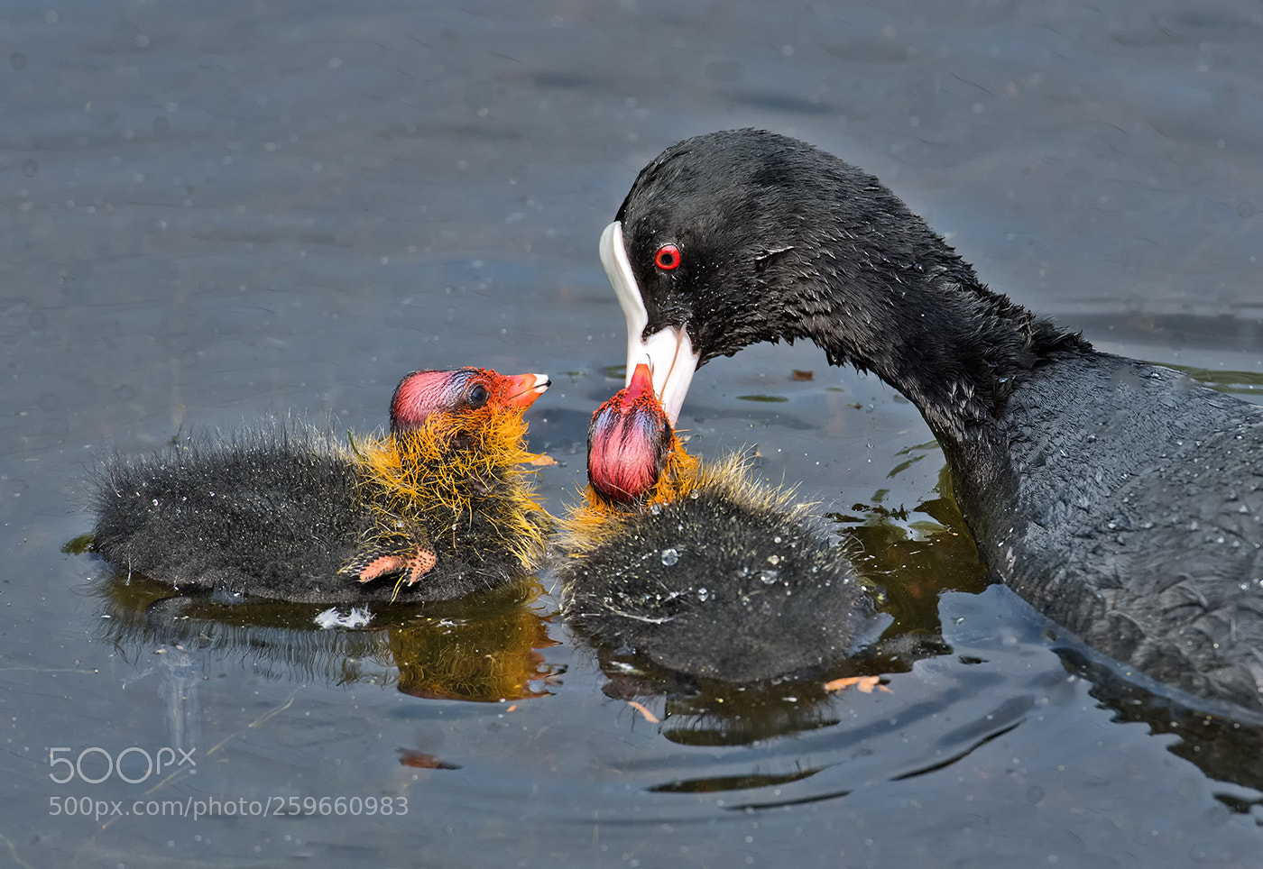 Nikon D500 sample photo. Coot feeding young photography