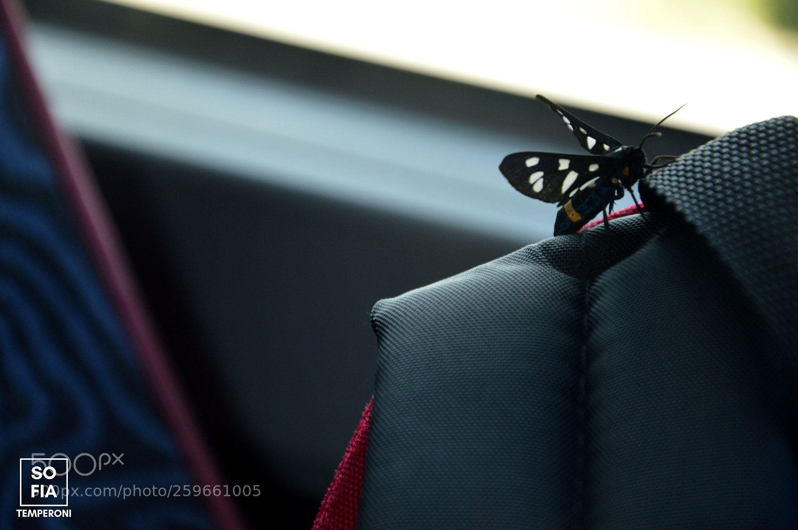 Nikon D3200 sample photo. Mariposa photography