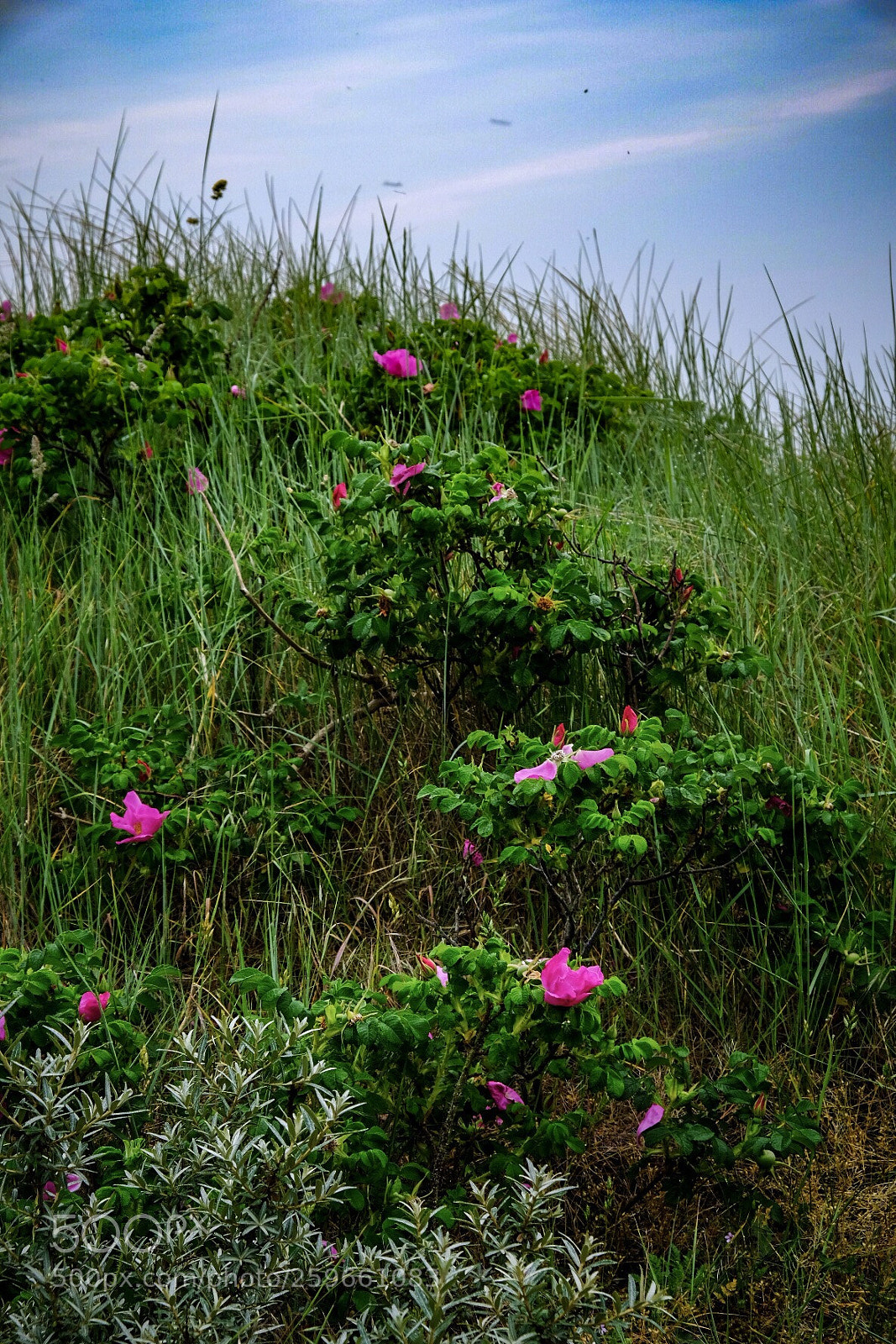 Fujifilm X-T20 sample photo. Untitled photography