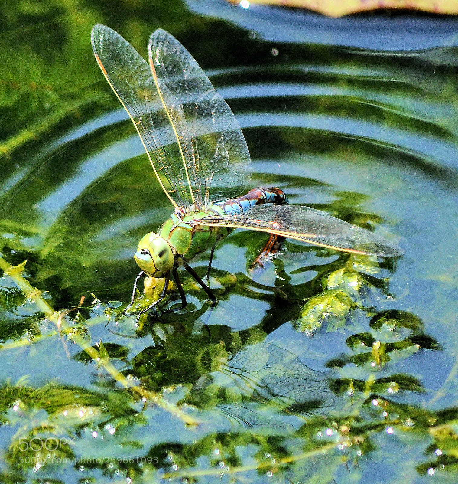 Nikon D90 sample photo. Dragonfly photography