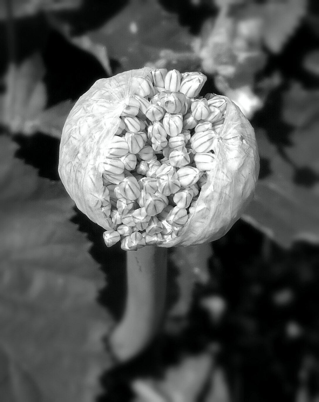 HUAWEI Honor 8 sample photo. Onion flowers photography