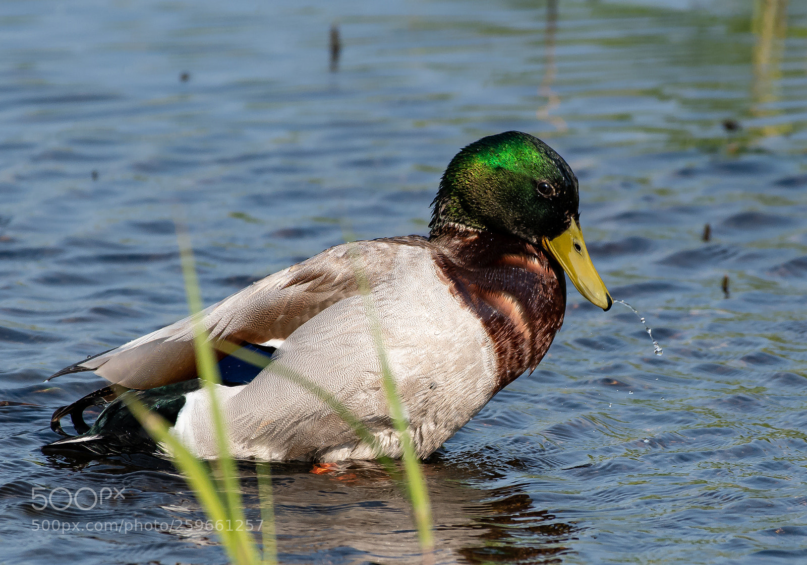 Nikon D500 sample photo. Morning duck wash photography