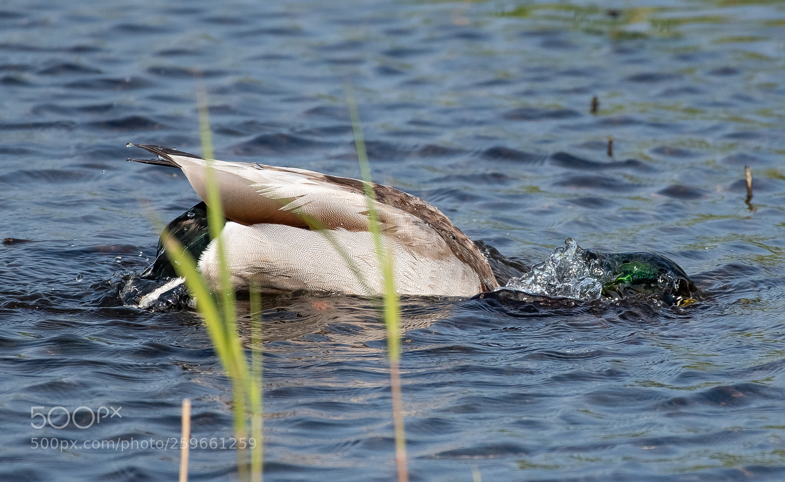 Nikon D500 sample photo. Morning duck wash photography