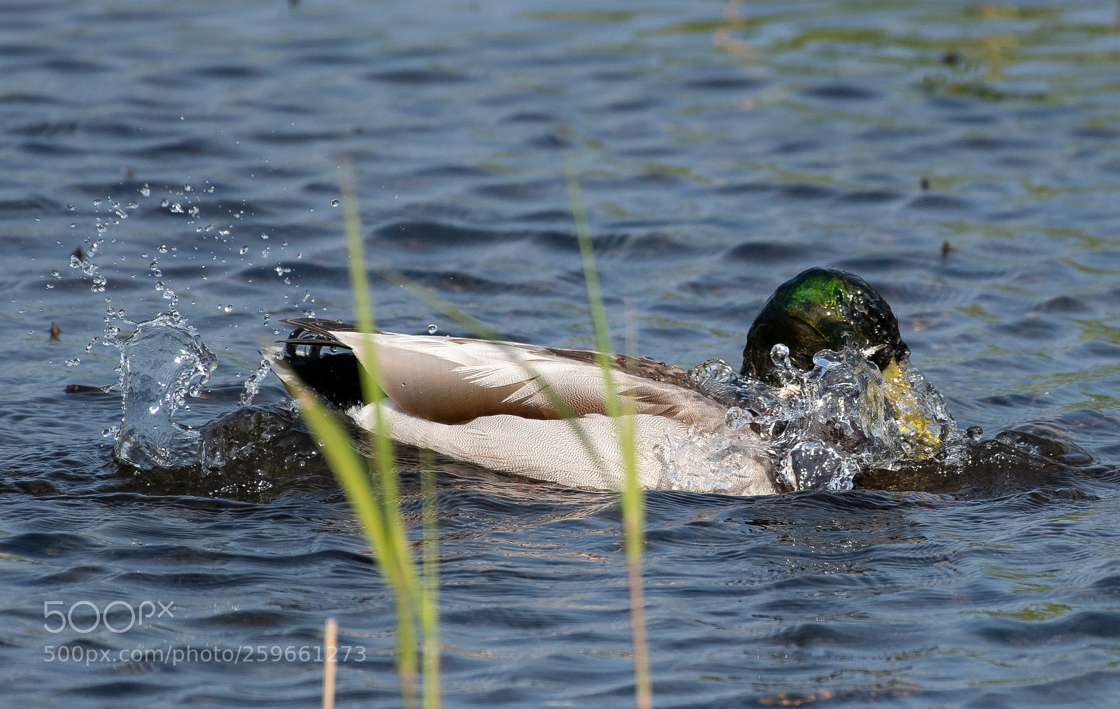 Nikon D500 sample photo. Morning duck wash photography
