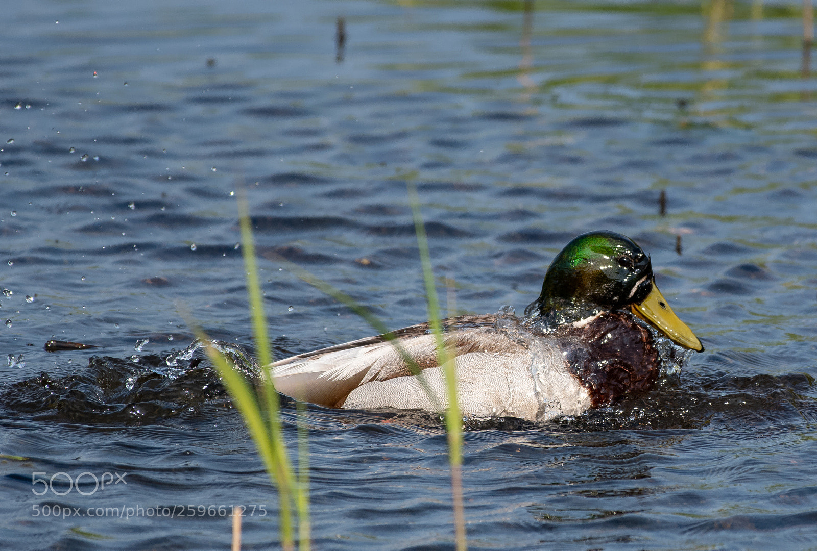 Nikon D500 sample photo. Morning duck wash photography