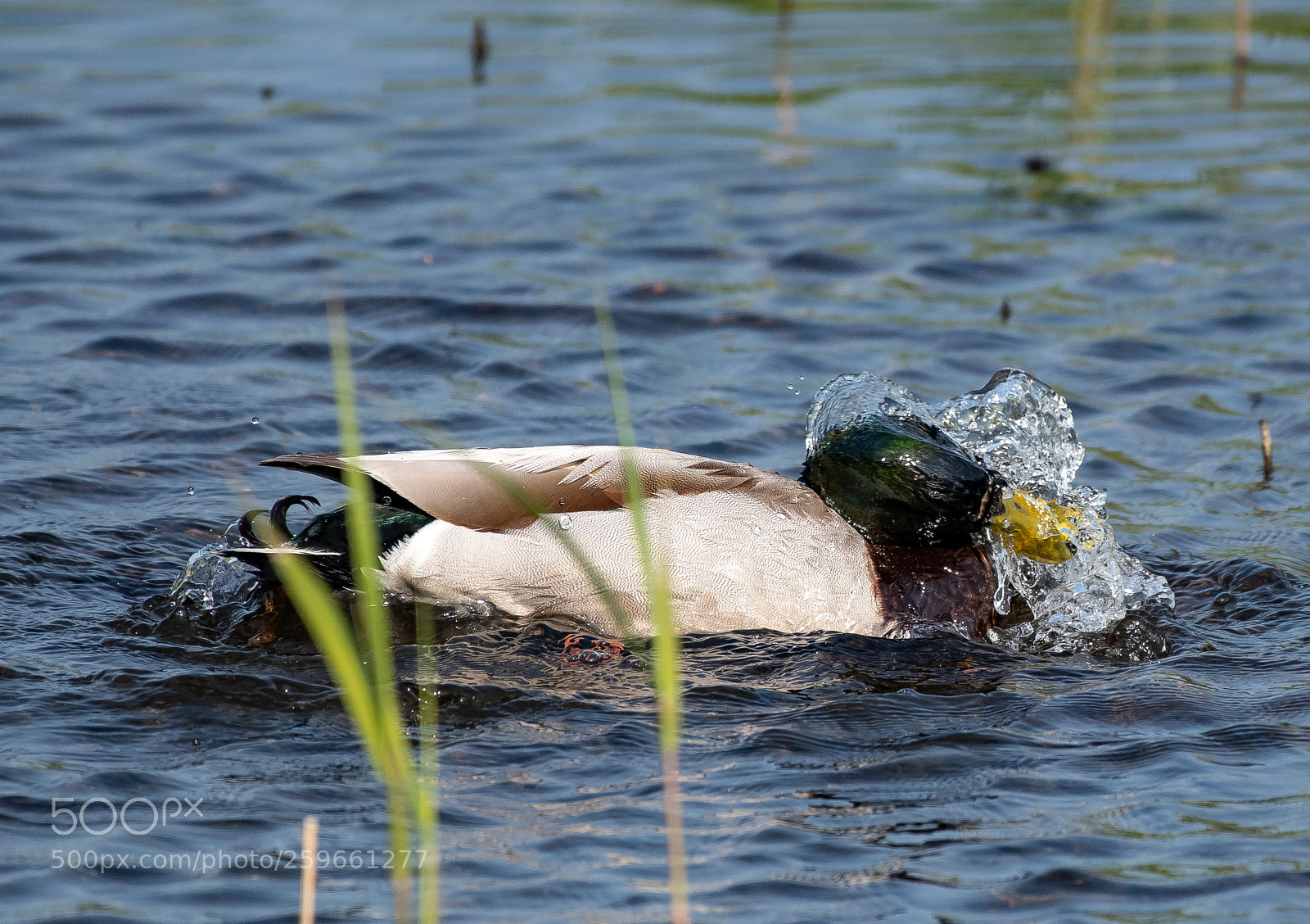 Nikon D500 sample photo. Morning duck wash photography