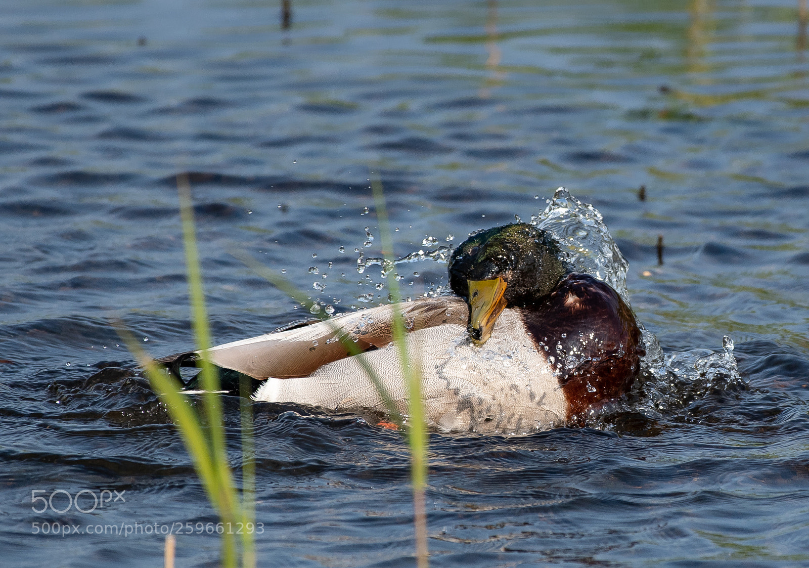Nikon D500 sample photo. Morning duck wash photography