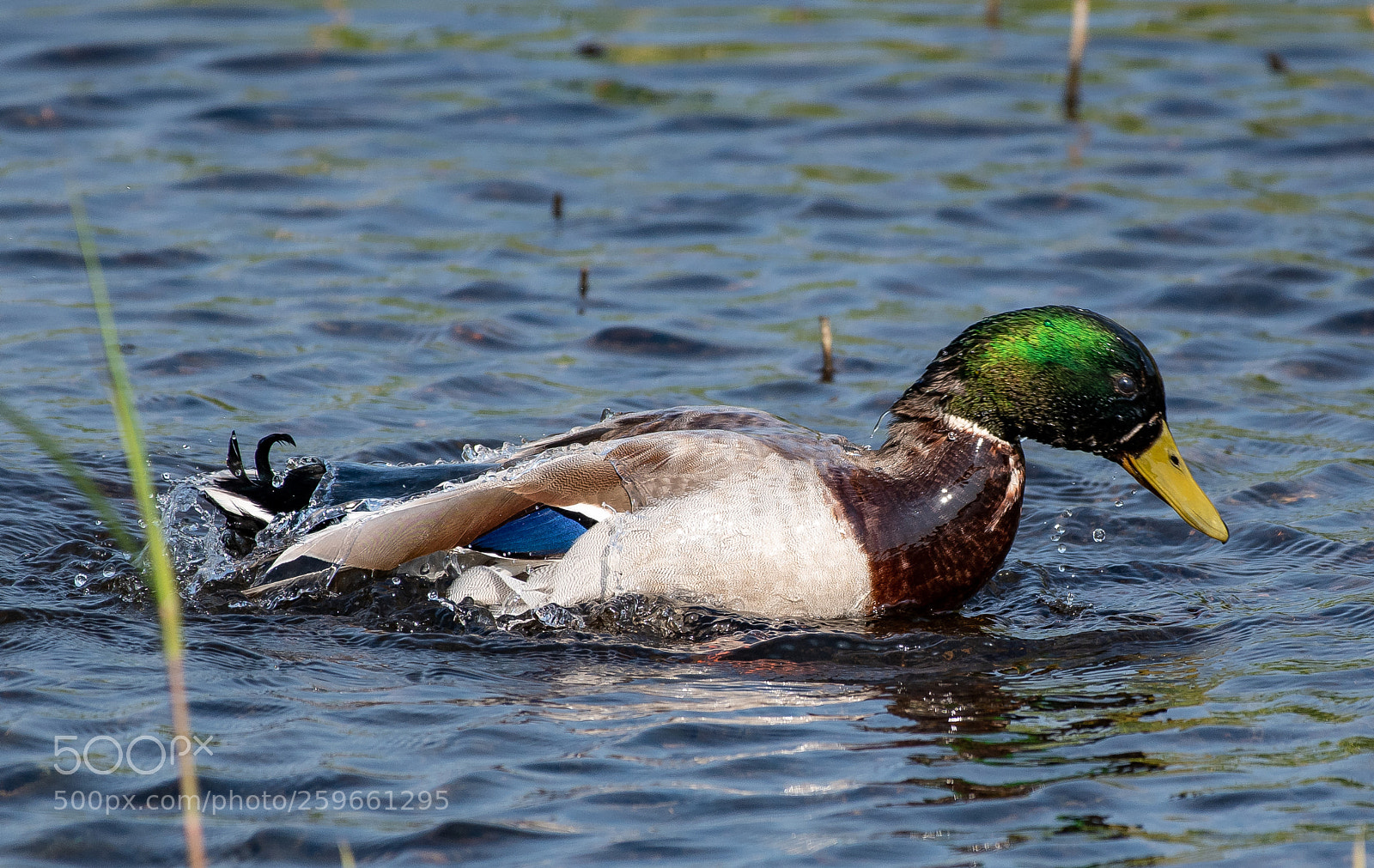 Nikon D500 sample photo. Morning duck wash photography