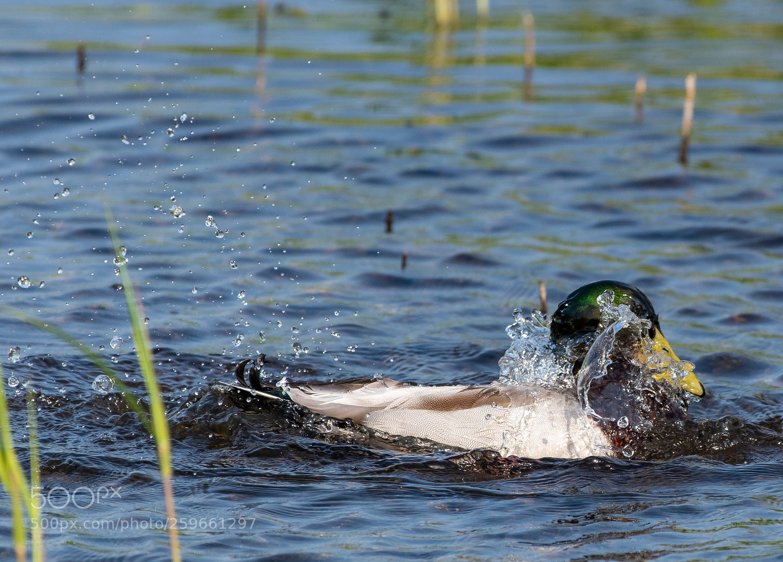 Nikon D500 sample photo. Morning duck wash photography