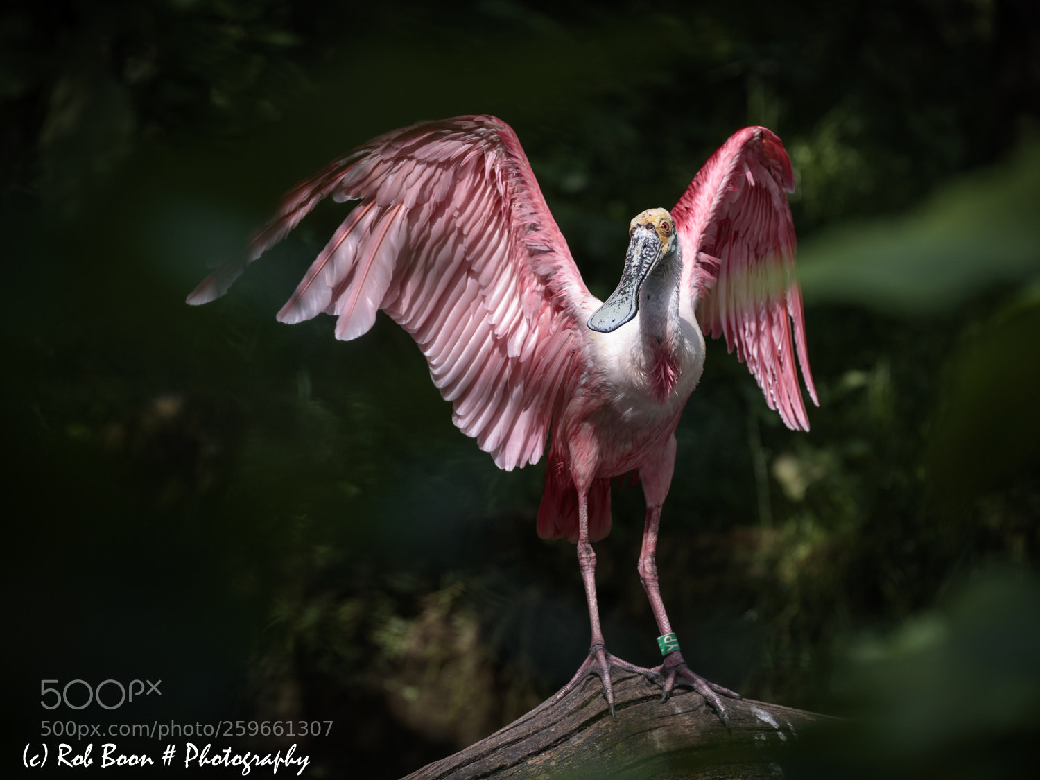 Canon EOS 5DS sample photo. Lepelaar photography