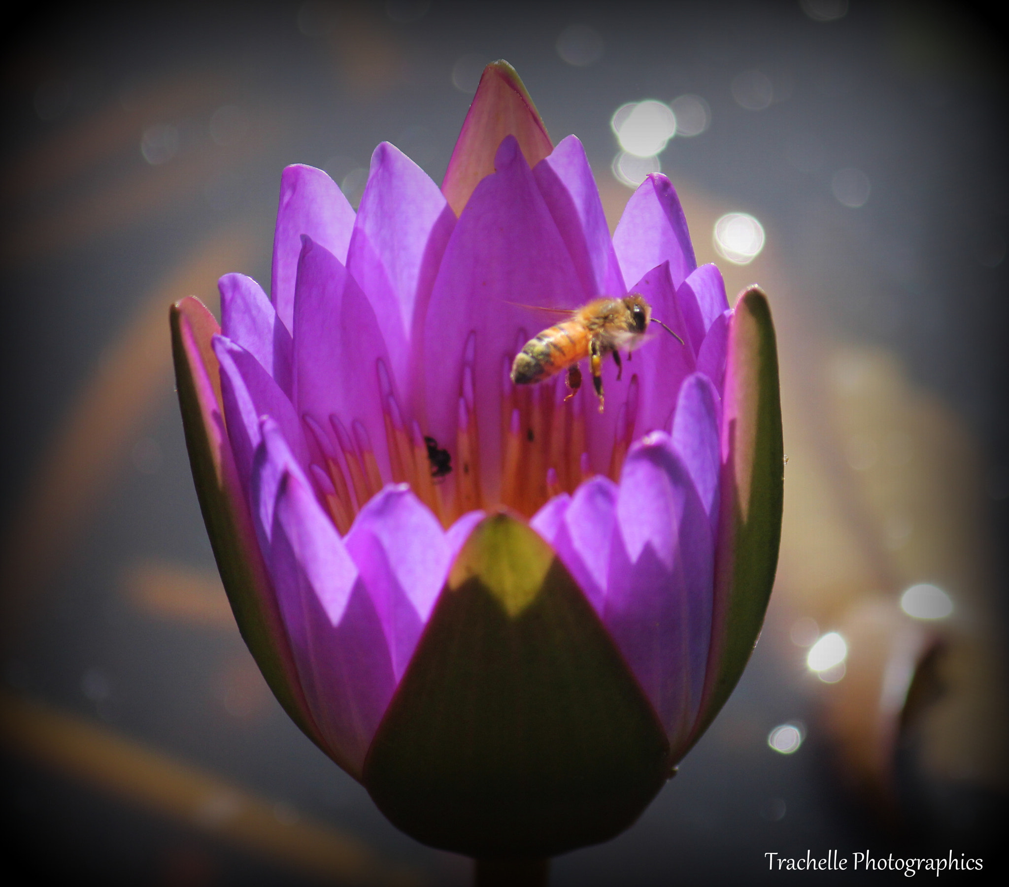 Canon EOS 60D + Canon EF-S 55-250mm F4-5.6 IS sample photo. Bee-autiful photography