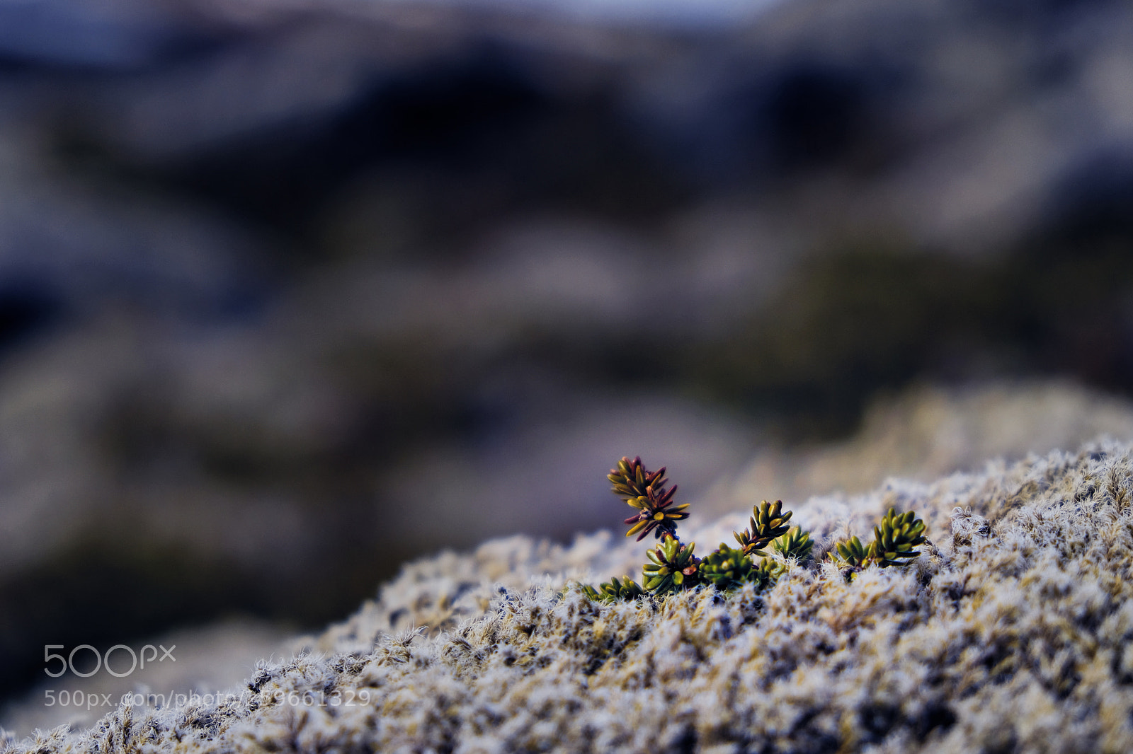 Fujifilm X-T20 sample photo. All alone photography