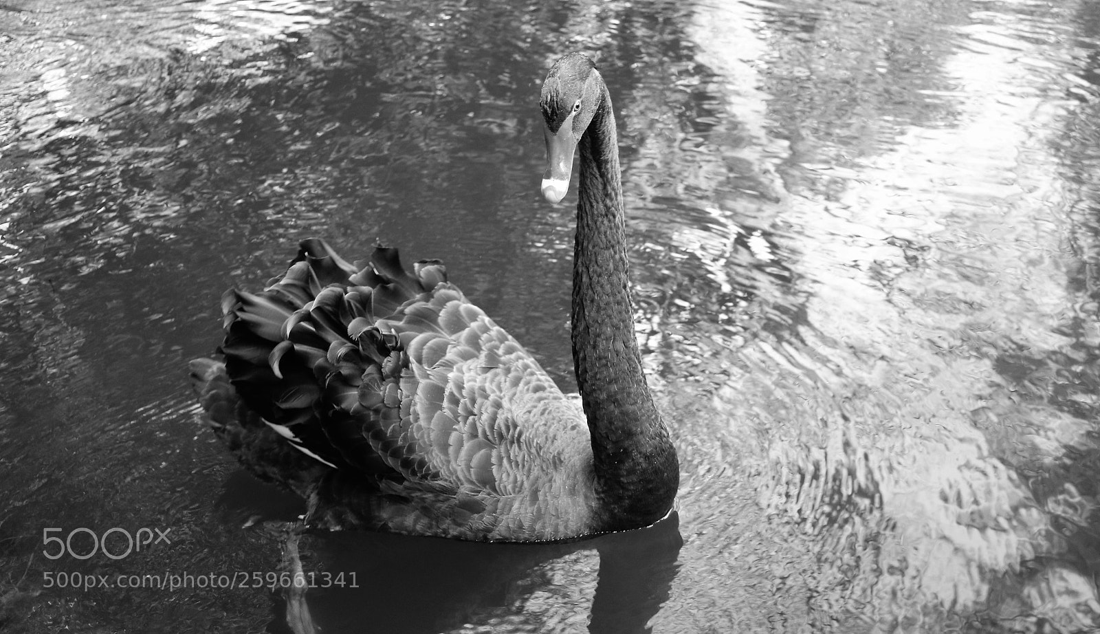 Canon EOS M3 sample photo. The swan lake . photography