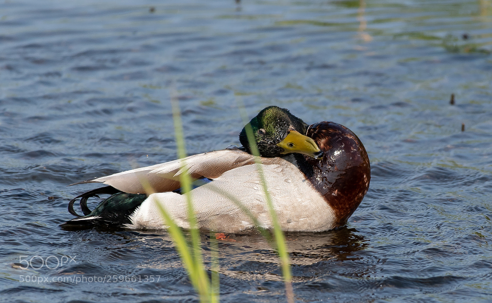 Nikon D500 sample photo. Morning duck wash photography